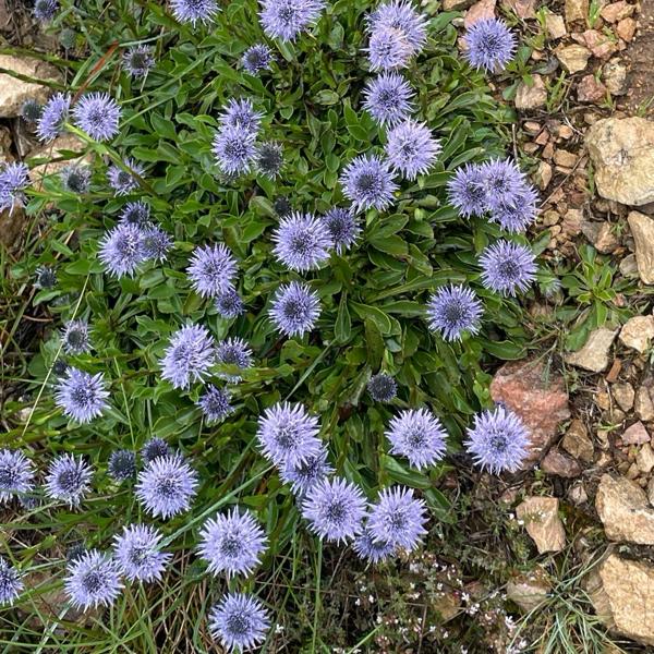 Globularia vulgaris